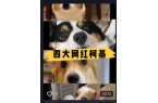 网红萌宠送hario咖啡磨豆机麻将胡了试